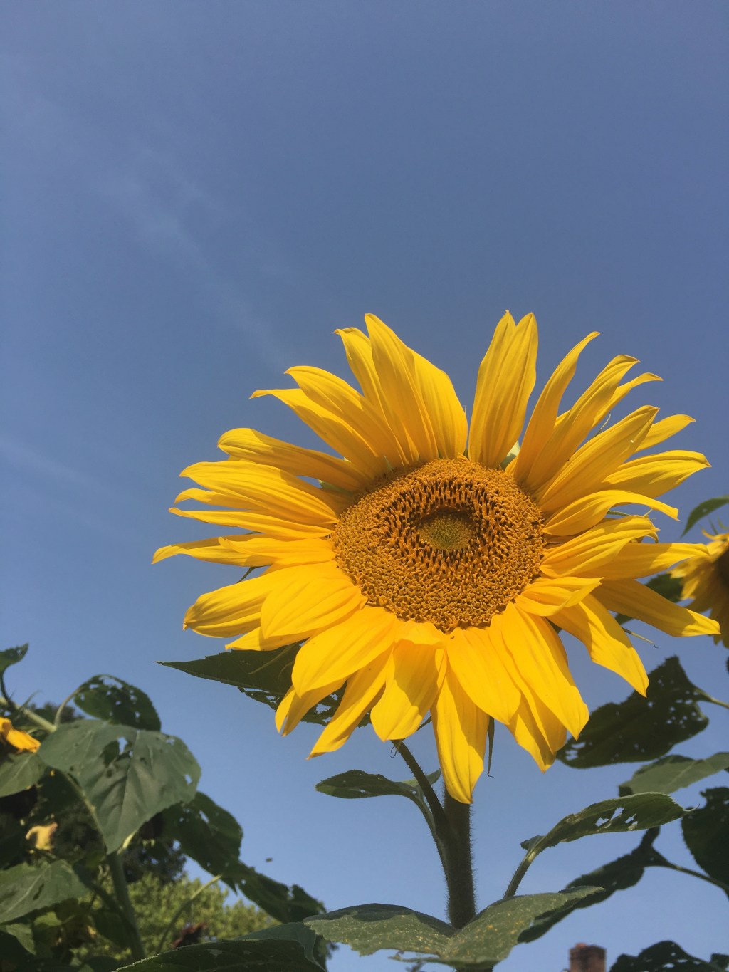 There is a Vibe in&nbsp;Barre